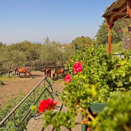 Horse House Διαμέρισμα Ragalna Εξωτερικό φωτογραφία