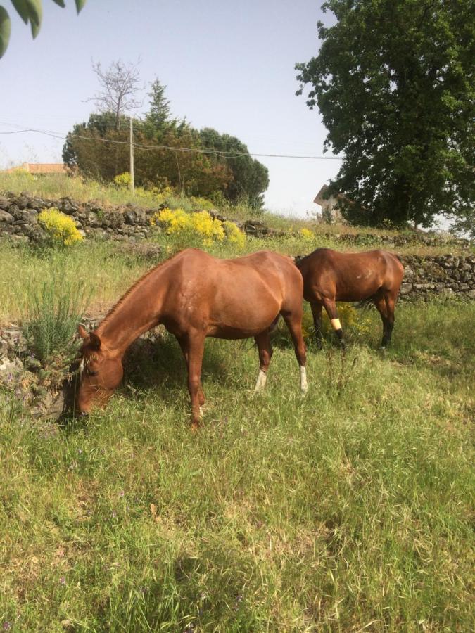 Horse House Διαμέρισμα Ragalna Εξωτερικό φωτογραφία